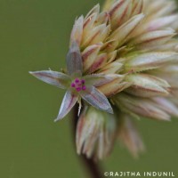 Allmania nodiflora (L.) R.Br. ex Wight